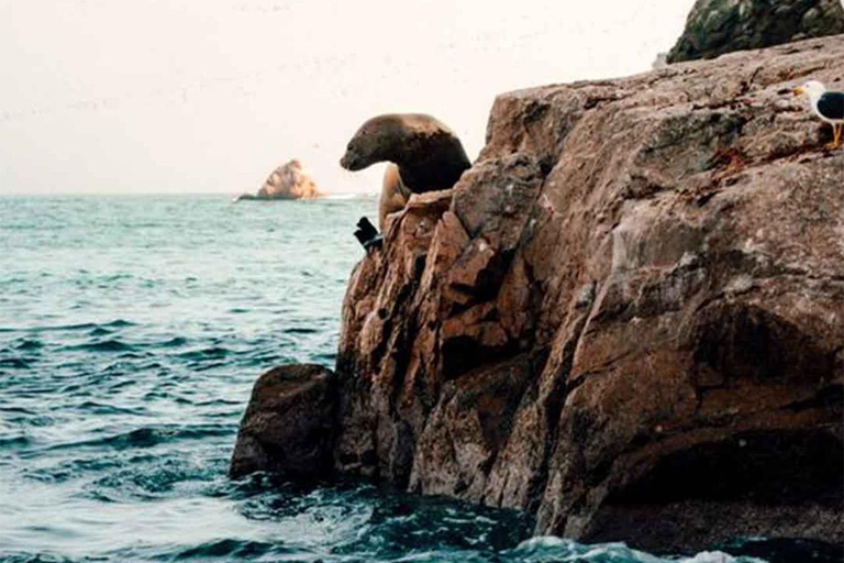 From Lima: Excursion to Ballestas Islands & Oasis Costa Rica From Lima: Excursion to the Ballestas Islands and Oasis Costa Rica