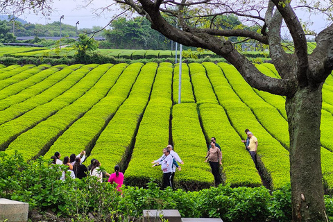 Jeju: UNESCO South & East Highlights 2 Days Combo Tour
