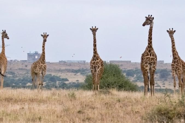 Nationaal Park Nairobi - Halve dag gamedrive: wildhoofdstad