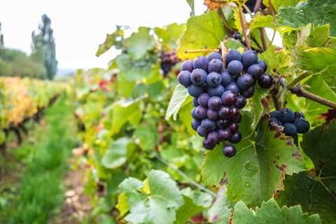 Dublin: Private Wine Tasting Tour with Wine Expert 2-hour: 4 Wines Tasting
