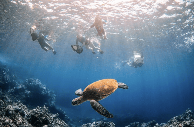 Wailea Beach: Tur ghidat cu scuterul de mare și snorkeling