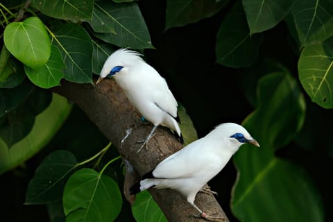 Bali: Countryside Bird Watching Tour with Hotel Transfer