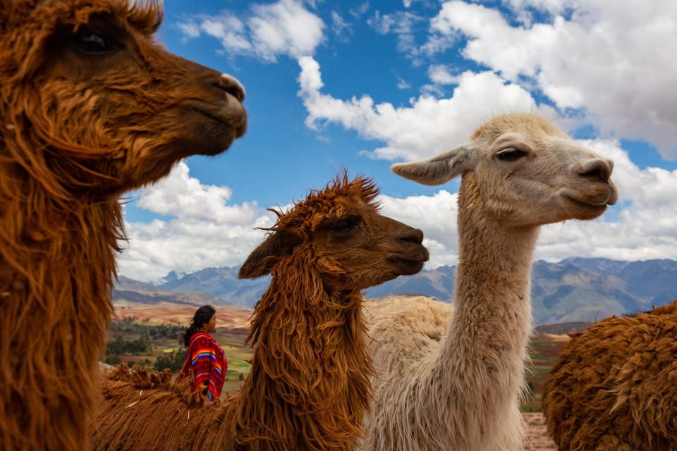 Cusco Alpaka Therapie Heilung mit Lehm Mittagessen Privat