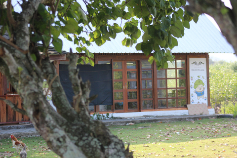 Bagek Kembar: Mangrove & Stingless Beekeeping Experience