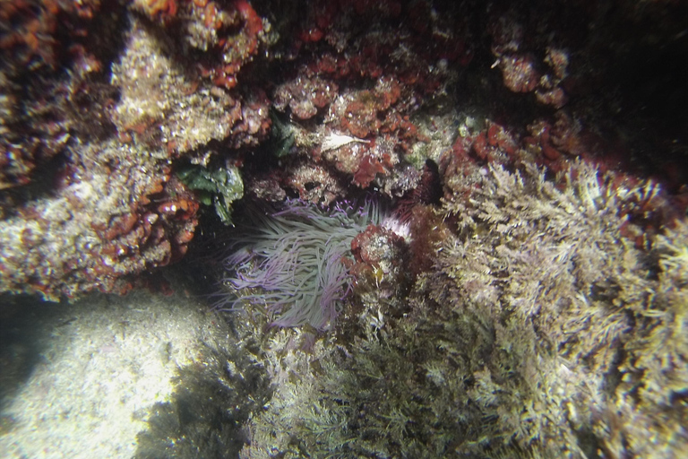 Marseille: Snorkelen in Endoume met hapjes en drankjesMarseille: Endoume snorkelavontuur met hapjes en drankjes