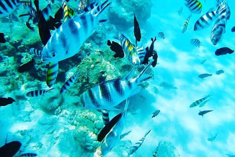Zanzibar: Mnemba Dolphin, Jozani Forest & Turtle Sanctuary Private Tour without Hotel transfer