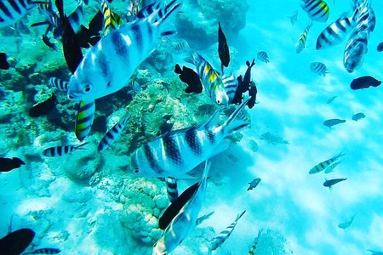 Zanzibar: Mnemba Dolphin, Jozani Forest & Turtle Sanctuary Private Tour without Hotel transfer