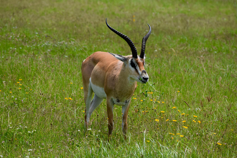 Arusha: Ngorongoro Crater Full-Day Safari Ngorongoro Crater: Full Day Safari