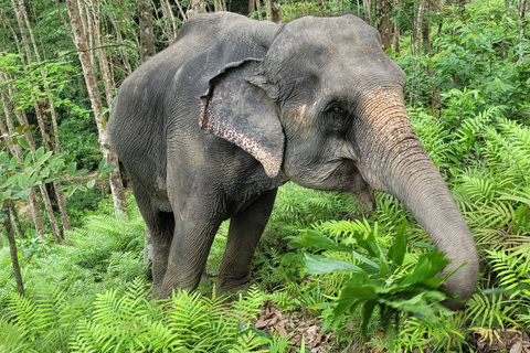 Phuket: Half-Day Elephant Explorer at Phuket Elephant Care Hotel pickup in Phuket