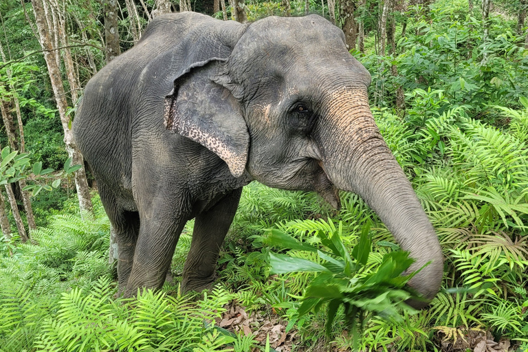 Phuket: Półdniowy odkrywca słoni w Phuket Elephant CareOdbiór z hotelu w Phuket