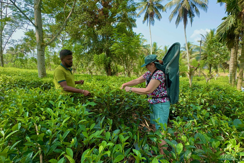 Bentota: River Safari, Big Buddha, and Tea Plantation Tour
