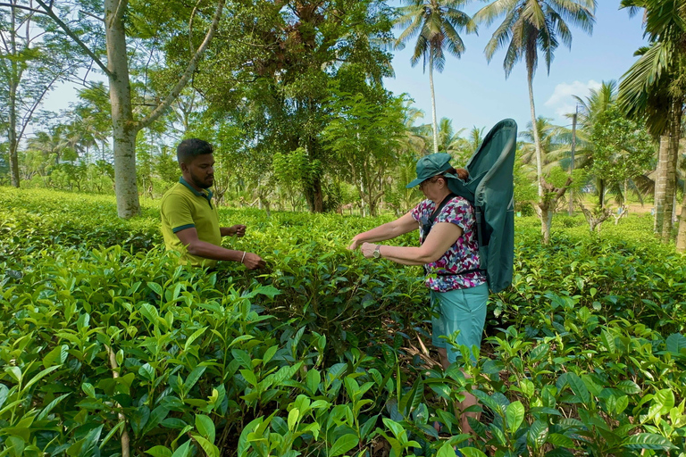 Bentota: River Safari, Big Buddha, and Tea Plantation Tour