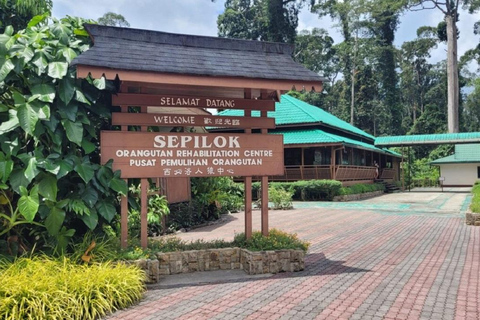 Sepilok OrangUtan, Sun Bear e Labuk Bay Giornata intera (PVT)