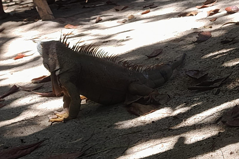 Cahuita national park : guiding tour with Pablo