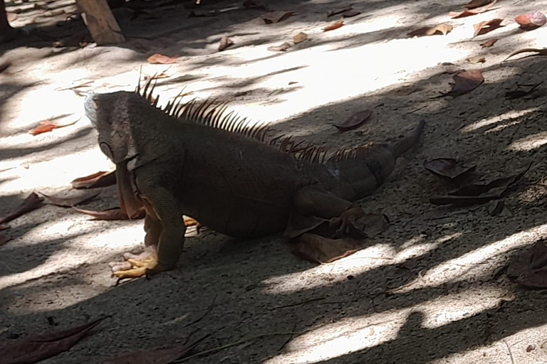 Cahuita nationalpark : guidad tur med Pablo