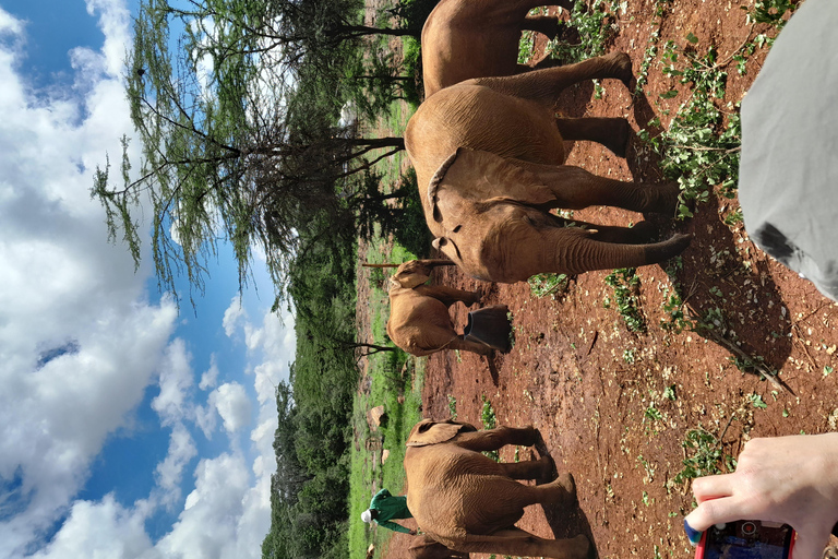 Tour dell&#039;orfanotrofio degli elefanti e del centro delle giraffe di David Sheldrick.Tour dell&#039;orfanotrofio degli elefanti e del centro delle giraffe di David Sheldrick