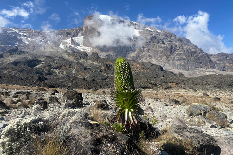 Tanzania: 6-daagse trektocht over de Kilimanjaro via de Marangu Route