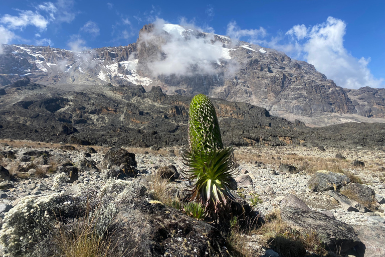 Tanzania: 6-daagse trektocht over de Kilimanjaro via de Marangu Route