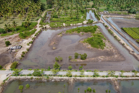 Bagek Kembar: Mangrove & Stingless Beekeeping Experience