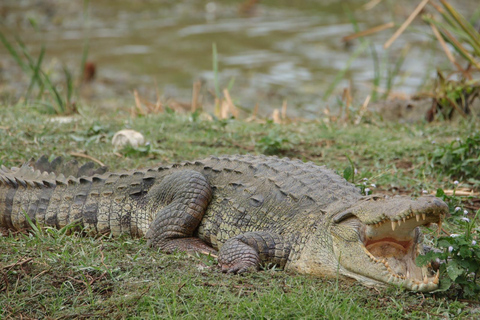 Da Anuradhapura: Safari nel Parco Nazionale di WilpattuSafari di 12 ore, giornata intera