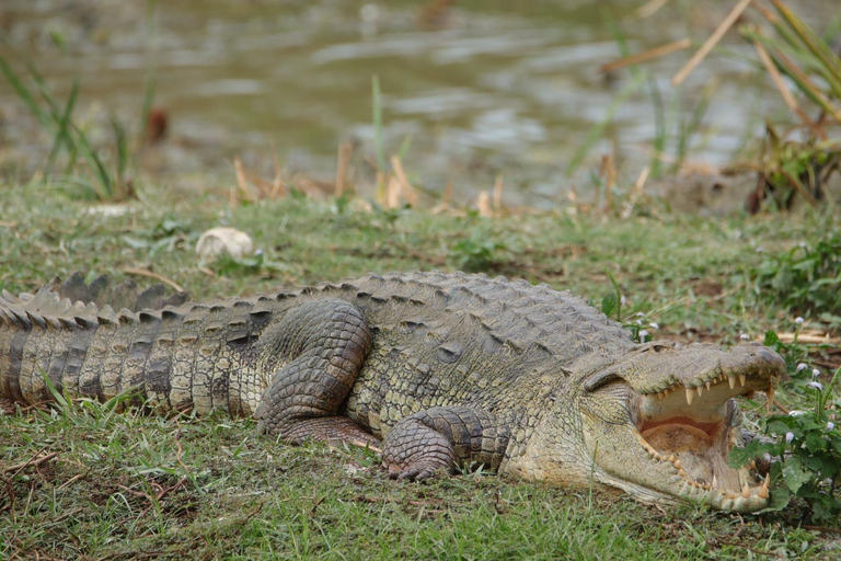 Da Anuradhapura: Safari nel Parco Nazionale di WilpattuSafari di 12 ore, giornata intera