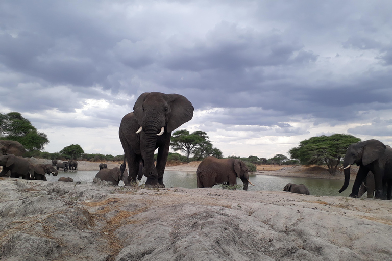 5 dagars familjesafari i Tanzania