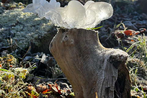 Wild Beauty – A Creative Walk Through Weimar