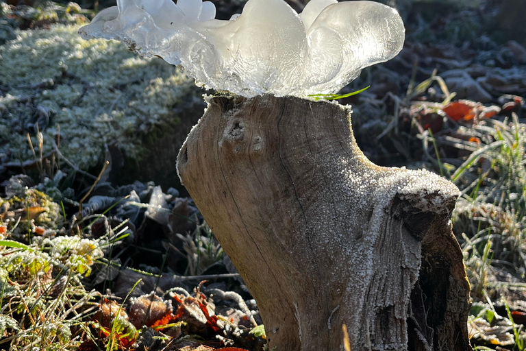 Wild Beauty – A Creative Walk Through Weimar