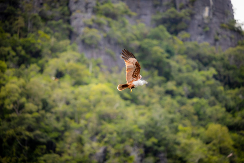 Langkawi:6 Hours Mangrove Night Safari with Pick Up & Dinner