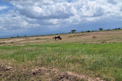Nairobi: Amboseli National Park Tagestour mit PirschfahrtenSolo Nairobi: Amboseli National Park Tagestour