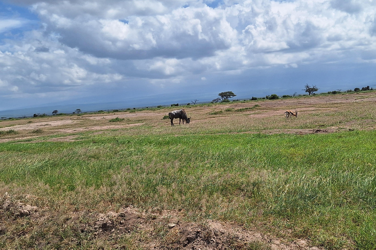 Nairobi: Amboseli National Park Tagestour mit PirschfahrtenSolo Nairobi: Amboseli National Park Tagestour