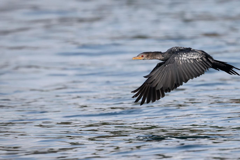 KIGOMA: Chimpanzees trekking Day Trip in Gombe national park Private Chimpanzee Trekking with Hotel Transfer and Lunch