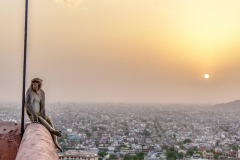 Jaipur: Tour guidato che include il Forte di Amber e il Tempio delle Scimmie