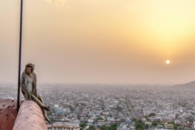 Jaipur: Rondleiding inclusief Amber Fort en Apentempel