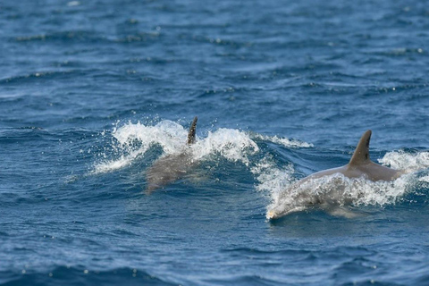 Diani: 5-Day Coastal Escape with Wasini & Kongo Canoe