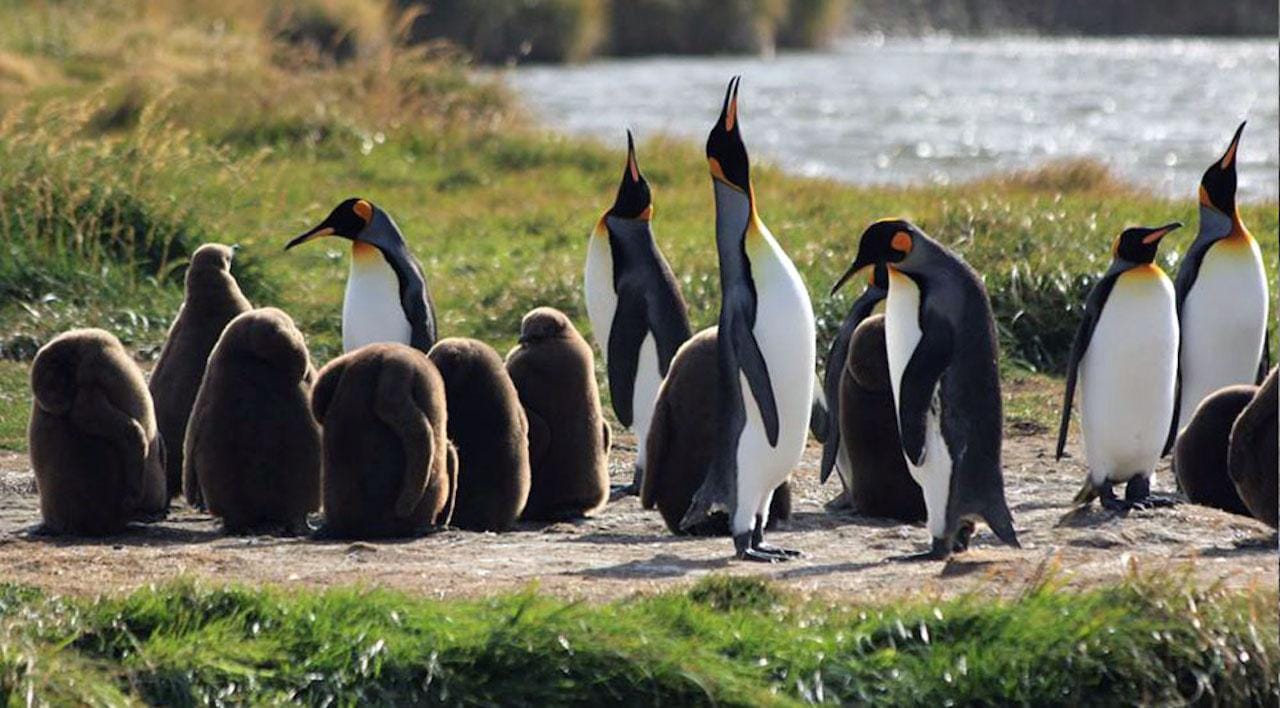 Punta Arenas: Königspinguinpark und Feuerlandreise