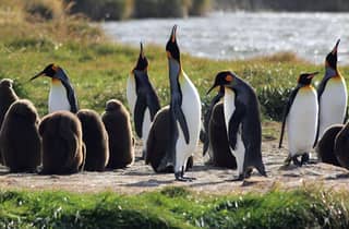 Punta Arenas: Königspinguinpark und Feuerlandreise