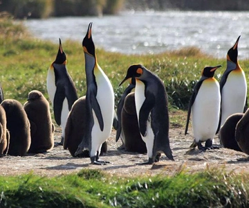 Punta Arenas: King Penguin Park and Tierra del Fuego Trip