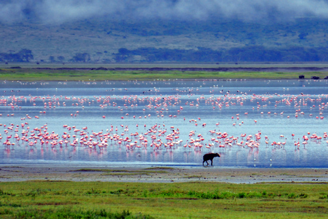 Wildlife Wonders: A 3-Day Safari to and from Arusha.
