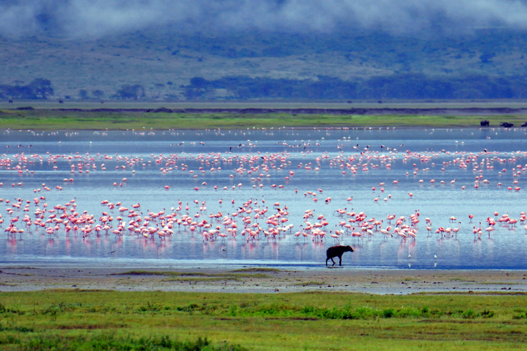 Wildlife Wonders: A 3-Day Safari to and from Arusha.