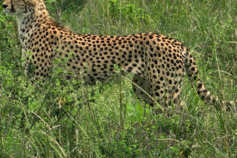Nairobi National Park Game Drive Safari With Pick-Up