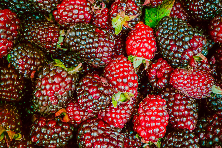 Visite du marché aux fruits par un gastronome