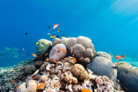 Hurghada : Plongée en apnée, plongée, parachute ascensionnel et île d'Orange avec déjeuner