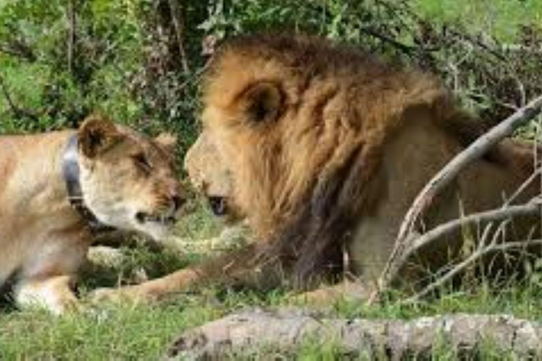 Tour di un giorno della fauna selvatica di Amboseli e visite ai villaggi Masai