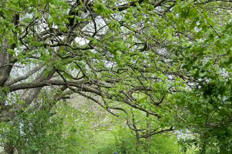 Glastonbury: Guided Tour of Avalon with Celtic Shaman