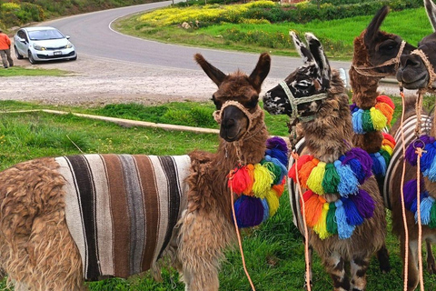 From Cusco: Sacred Valley Llama Walk & Local Family Visit