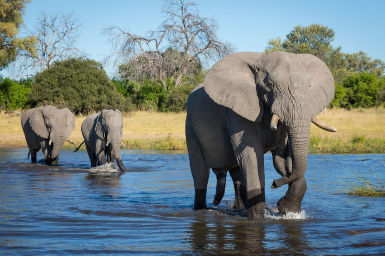 Botswana: Savuti, Khwai, & Moremi 7-Day Mobile Safari