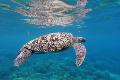 Banyuwangi: Deer and Tabuhan Island Snorkeling 12 Hours Trip