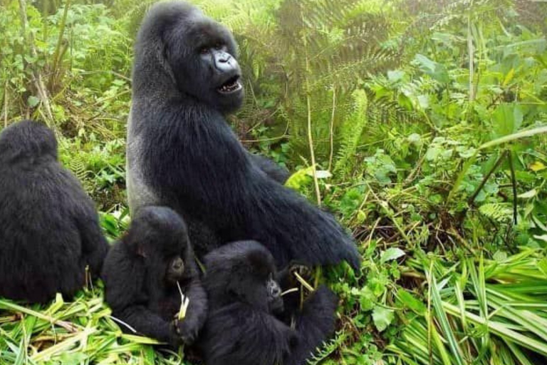 Kigali: 2-Day Gorilla Trekking, City Tour & Cultural Visit