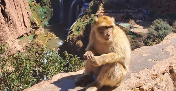 Au départ de Marrakech : excursion d&#39;une journée aux cascades d&#39;Ouzoud avec tour en bateau